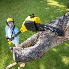 Best Leaf Removal  in Litchfield Park, AZ