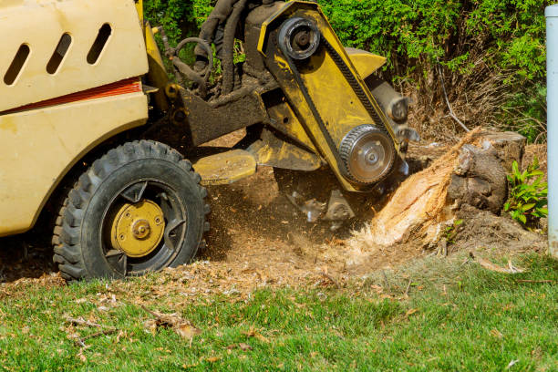 Best Hazardous Tree Removal  in Litchfield Park, AZ