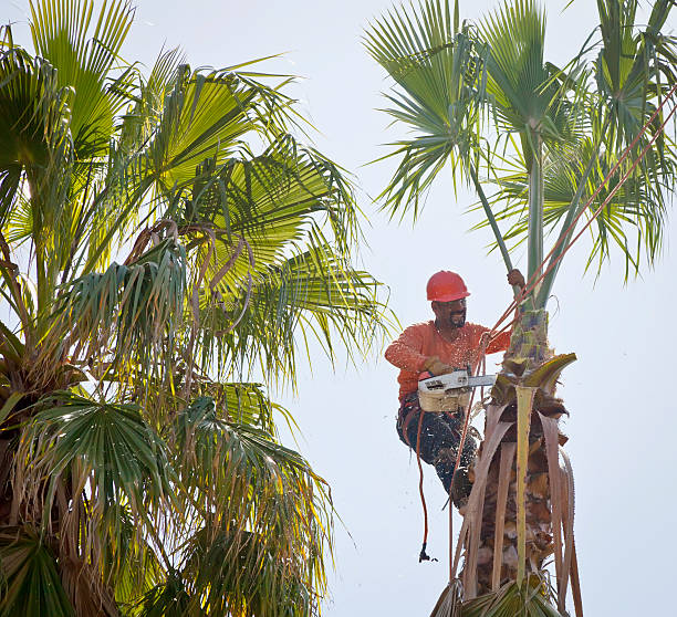 How Our Tree Care Process Works  in  Litchfield Park, AZ